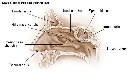 Illustration showing the anatomical structure of nose