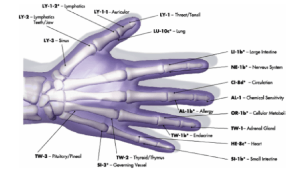 Image showing various meridian points on the hand that connect to various body organs
