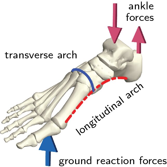 Computer 3D graphic showing arches of the foot