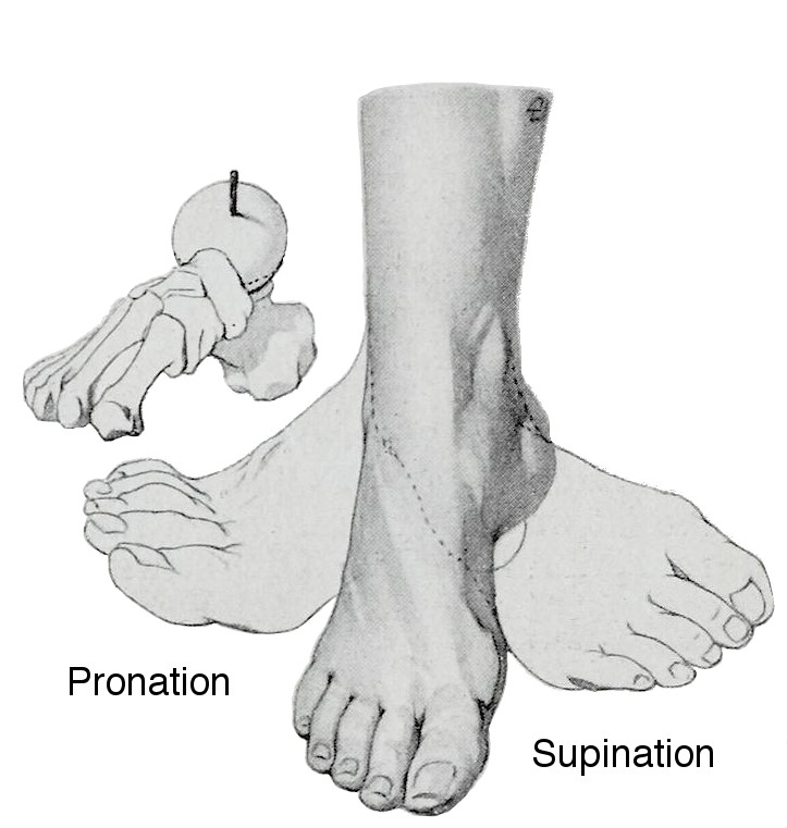 A graphic showing the foot movements of pronation and supination